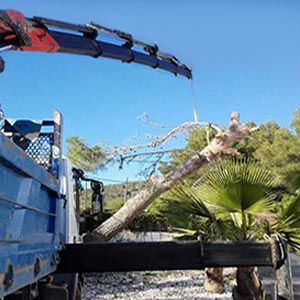 Transports - Excavacions Forn Nou pala-mecanica-levantando-arbol